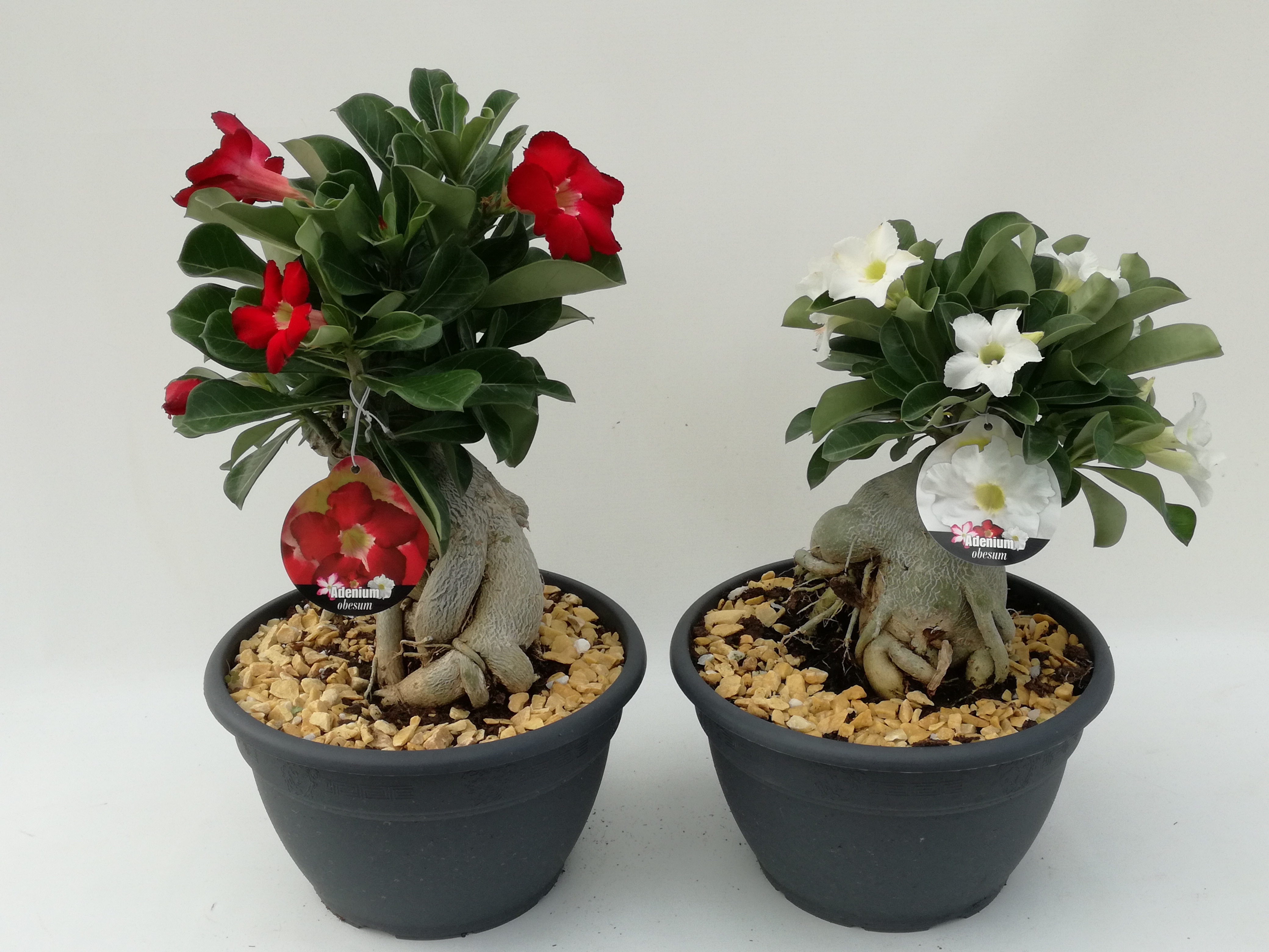 Adenium 27